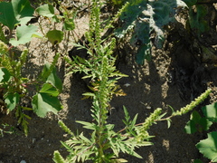 Ambrosia artemisiifolia