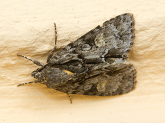 Acronicta strigosa