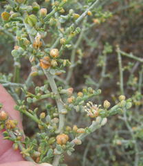 Tetraena chrysopteros