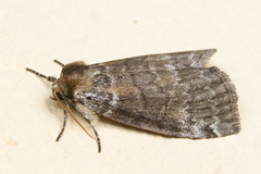 Tetheella fluctuosa
