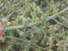 Tetraena chrysopteros