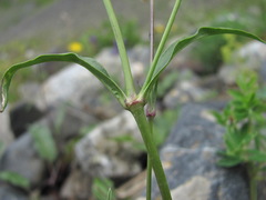 Silene saxatilis
