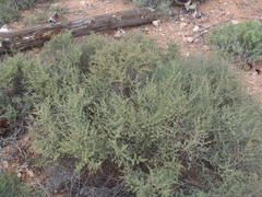 Tetraena chrysopteros