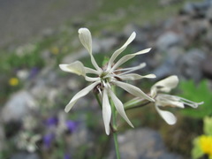 Silene saxatilis