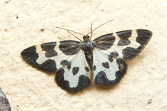 Lomaspilis opis