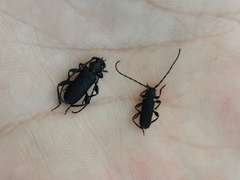 Ropalopus macropus