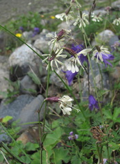 Silene saxatilis