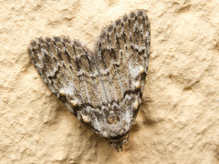 Meganola strigula