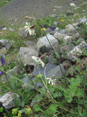 Silene saxatilis