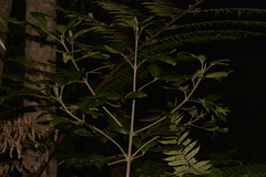 Acronychia pubescens