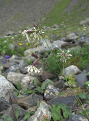 Silene saxatilis