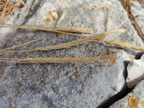pýr (Elymus)