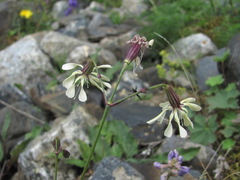 Silene saxatilis