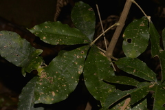 Acronychia pubescens