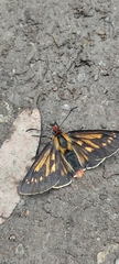 Metardaris cosinga
