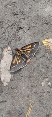 Metardaris cosinga