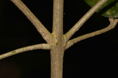 Acronychia pubescens