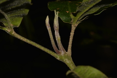 Acronychia pubescens