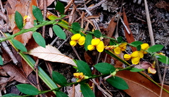 Bossiaea stephensonii
