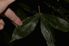 Acronychia pubescens