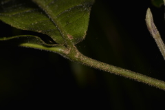 Acronychia pubescens