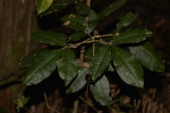 Acronychia pubescens