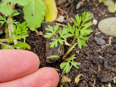 Daucus carota sativus