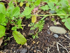 Daucus carota sativus