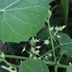 Actinostemma tenerum