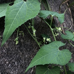 Actinostemma tenerum