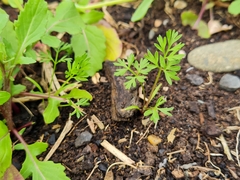 Daucus carota sativus