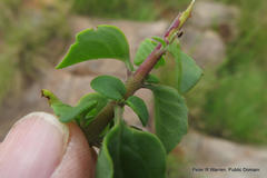 Aeollanthus parvifolius