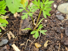 Daucus carota sativus