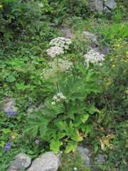 Heracleum asperum