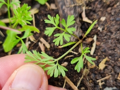 Daucus carota sativus