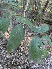 Glochidion sumatranum