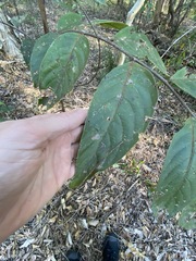 Glochidion sumatranum