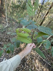 Glochidion sumatranum