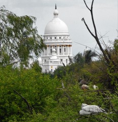 Pelecanus philippensis