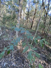 Glochidion sumatranum