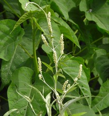 Persicaria barbata