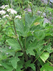 Heracleum asperum