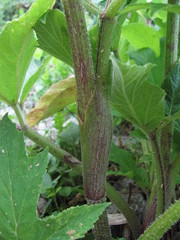 Heracleum asperum