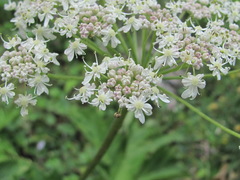 Heracleum asperum