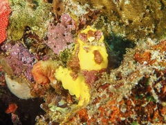 Antennarius maculatus