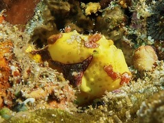 Antennarius maculatus