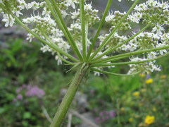 Heracleum asperum