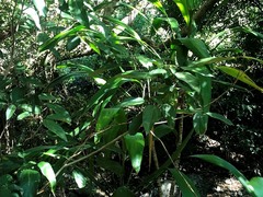 Cordyline petiolaris