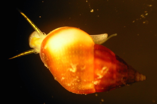 Rissoa lilacina