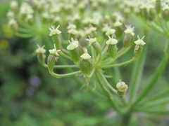 Heracleum asperum